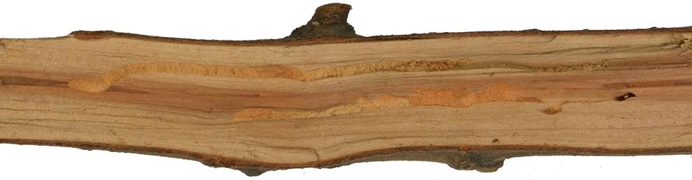 Pf CZ Salix caprea.JPG